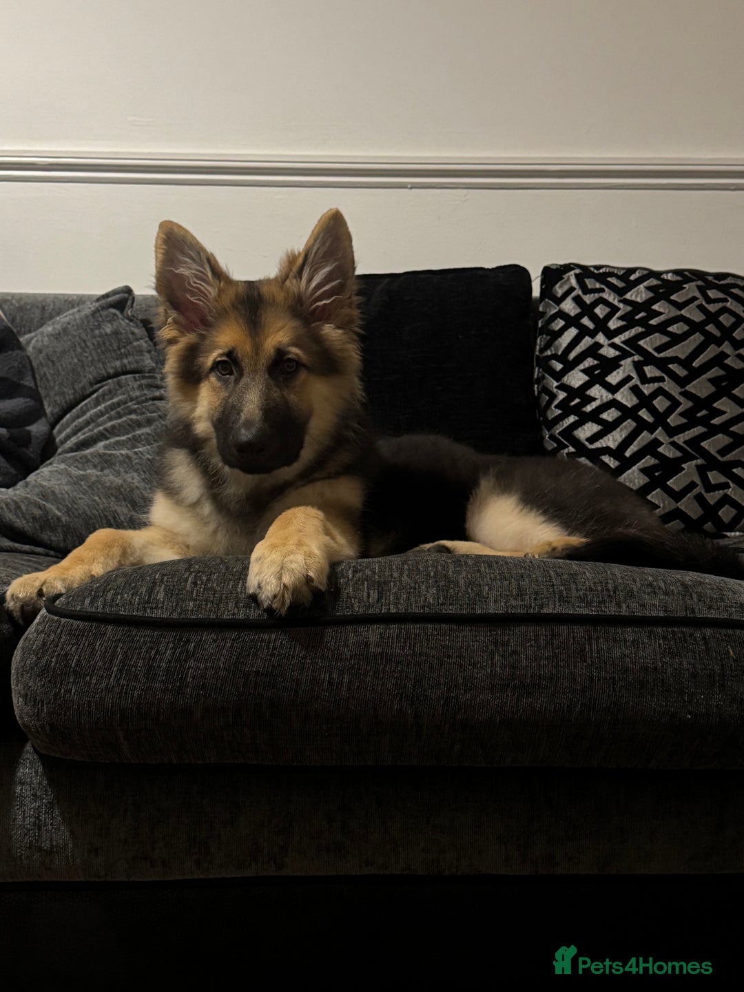 German Shepherd dogs for sale: 5 months old German shepherd  - Advert 6