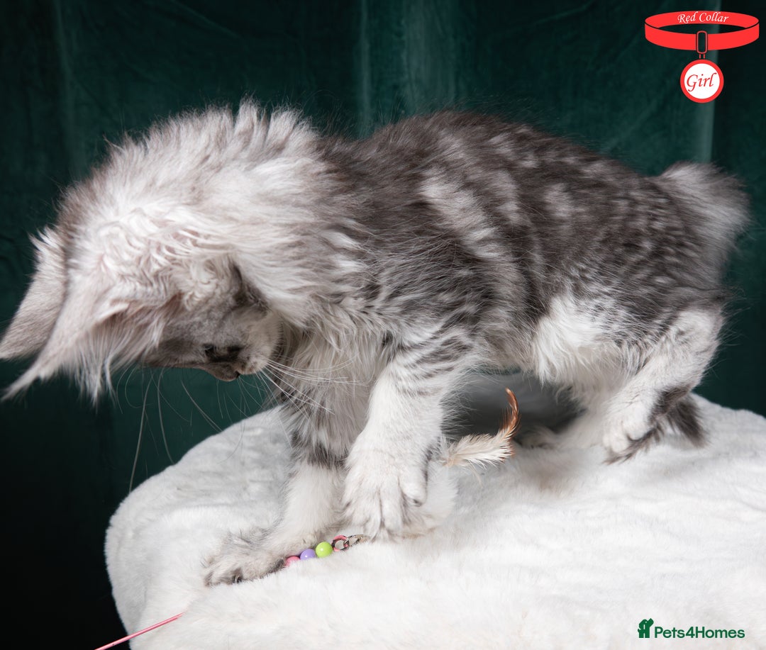 Maine Coon cats for sale: XL PEDIGREE TICA REGISTERED MAINE COON KITTENS - Advert 25