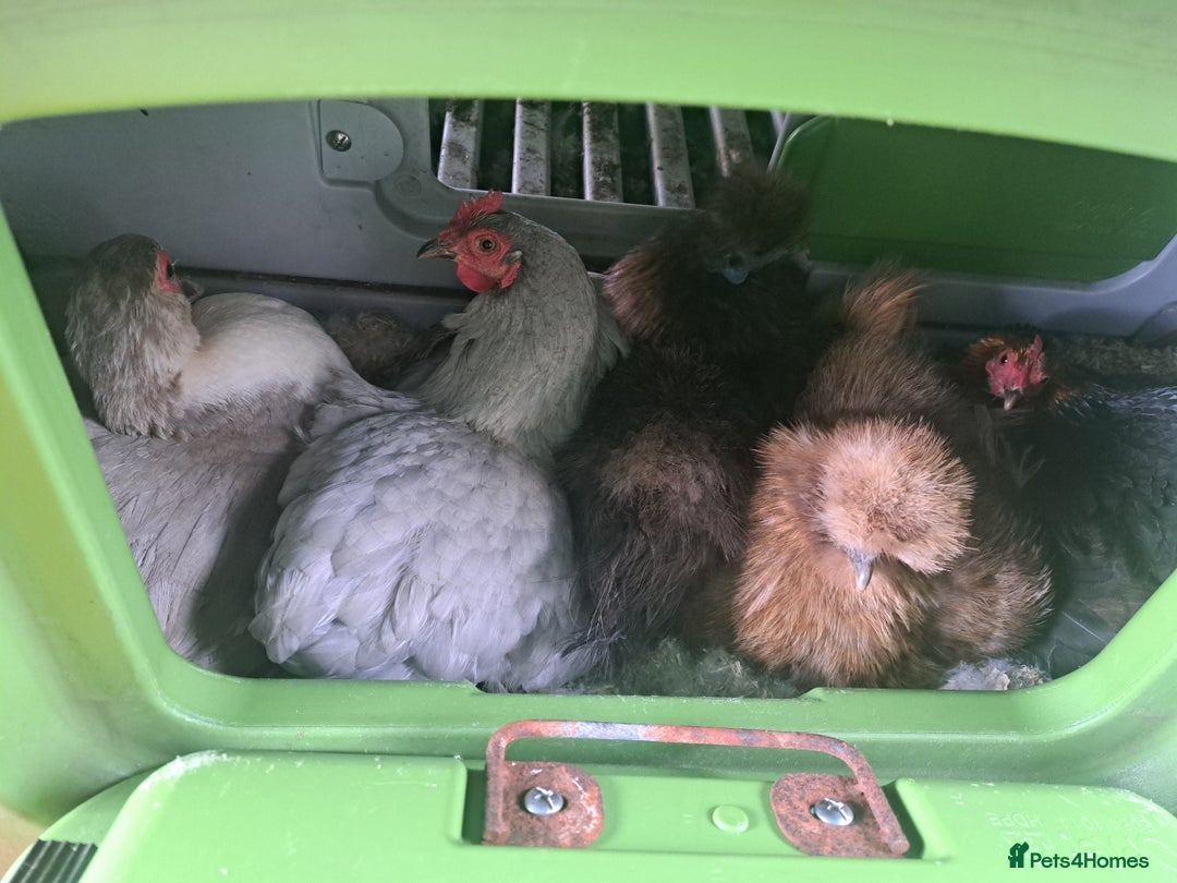 Ducks poultry for sale: Muscovy duckling due soon - Image 3
