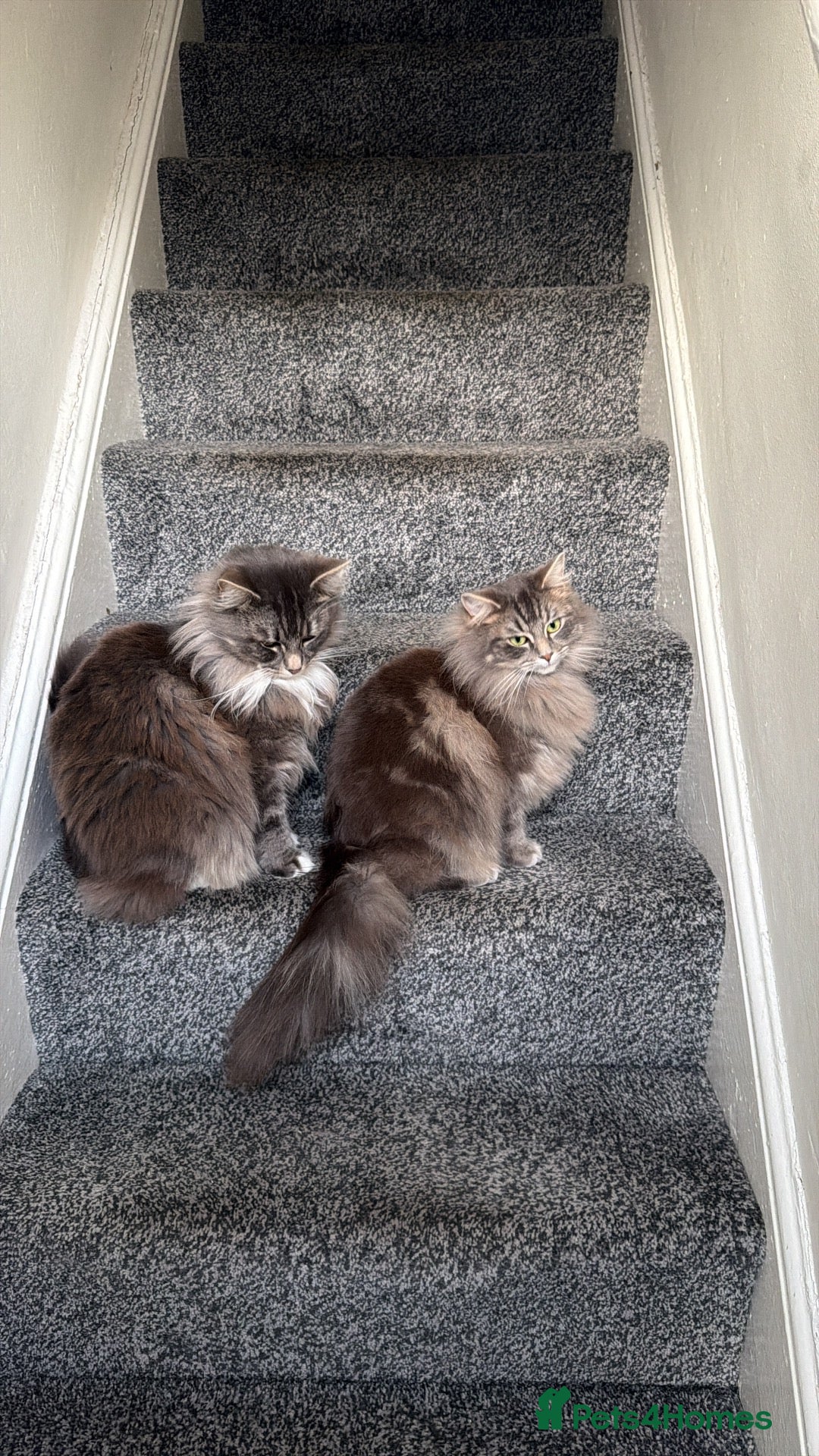 Mixed Breed cats     British Shorthair x Persian - Advert 3
