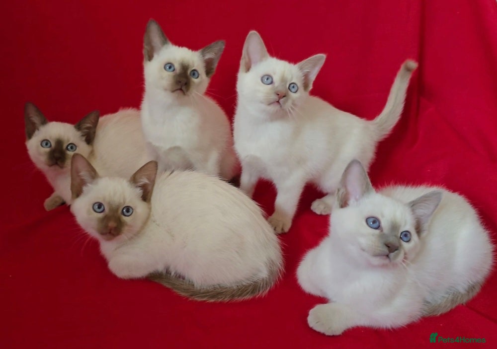 Siamese cats Beautiful Traditional Siamese Kittens  - Advert 5