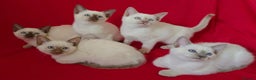 Siamese cats for sale: Beautiful Traditional Siamese Kittens  - Advert 1