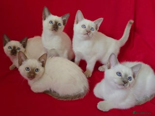 Siamese cats Beautiful Traditional Siamese Kittens - Advert 1