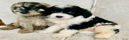 Cavapoo dogs for sale: Beautiful F1 Cavapoo puppies - Advert 4