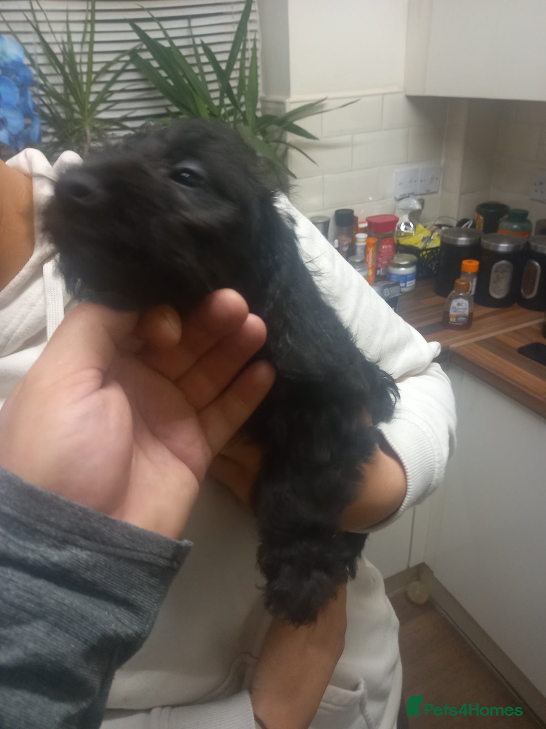 Doxiepoo dogs for sale: Doxipoo  - Advert 19