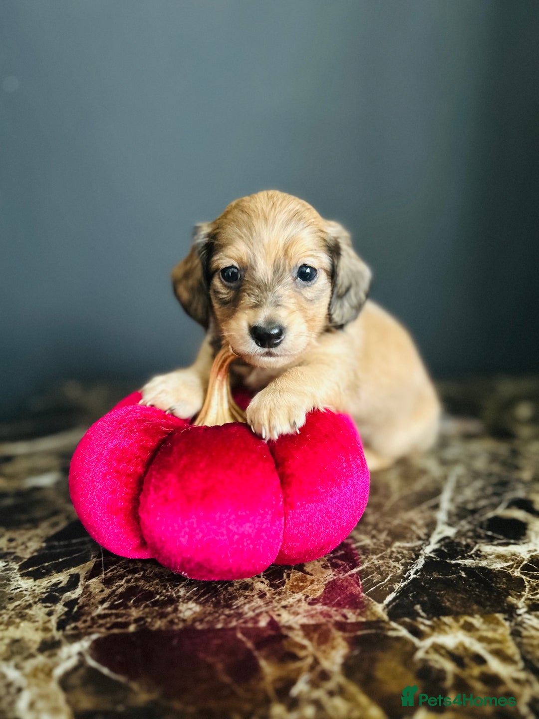 Miniature Dachshund dogs for sale: Cream Litter 5 Star Breeder ⭐️⭐️⭐️⭐️⭐️  - Image 14
