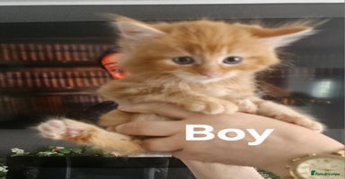 Maine Coon cats - Advert 5