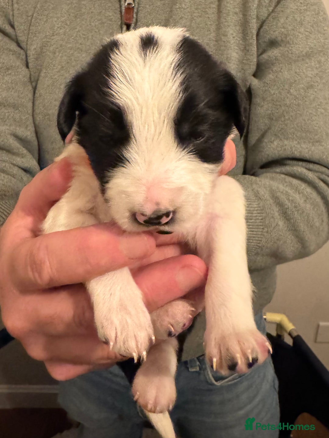 Bordoodle dogs for sale: 🐾 Beautiful Bordoodle Puppies Available 🐾 - Advert 27