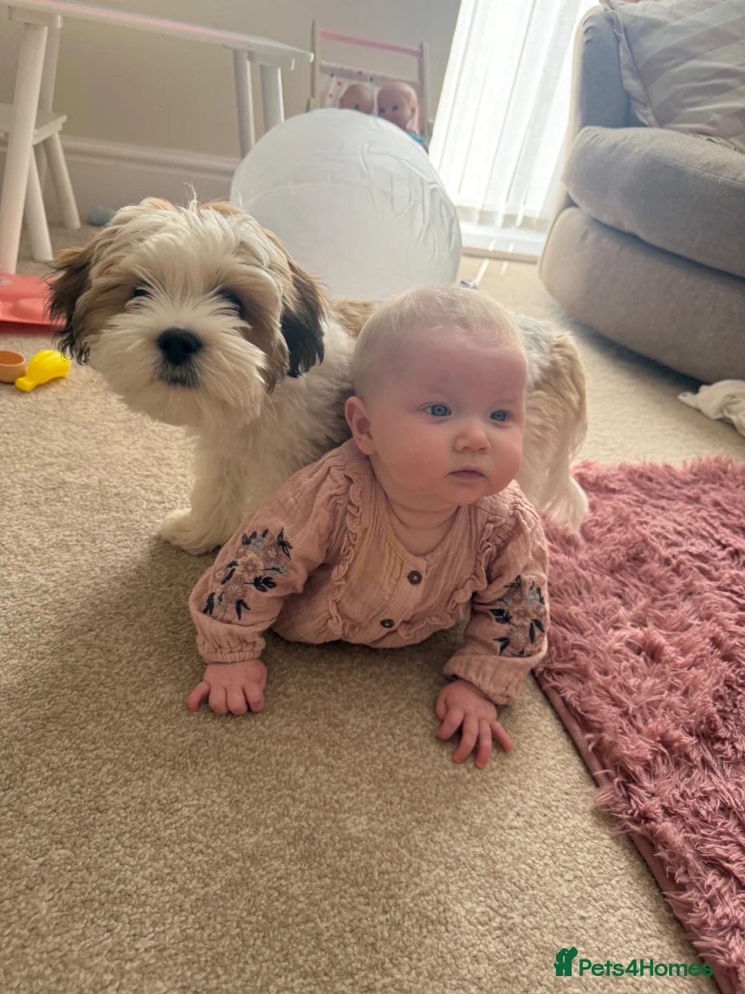 Mixed Breed dogs for sale: Woody  in Manchester - Advert 2