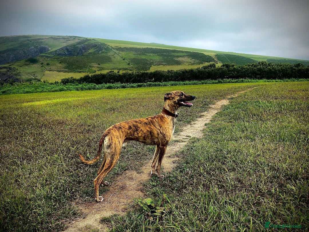 Lurcher dogs for sale: Whippet/greyhound/bull X greyhound/whippet/collieX - Image 10
