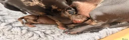 Miniature Dachshund dogs for sale: True Miniature Dachshund Puppies, Ready InDecember - Advert 8