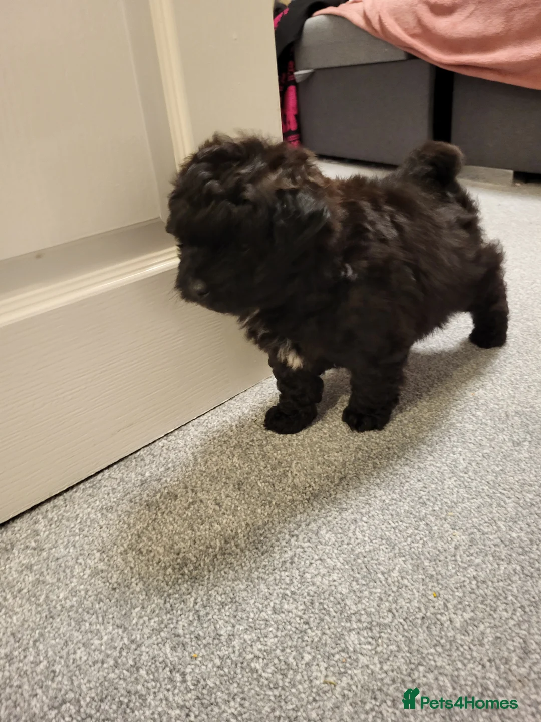 Pomapoo dogs for sale: Beautiful unique pomapoo puppies  - Advert 6