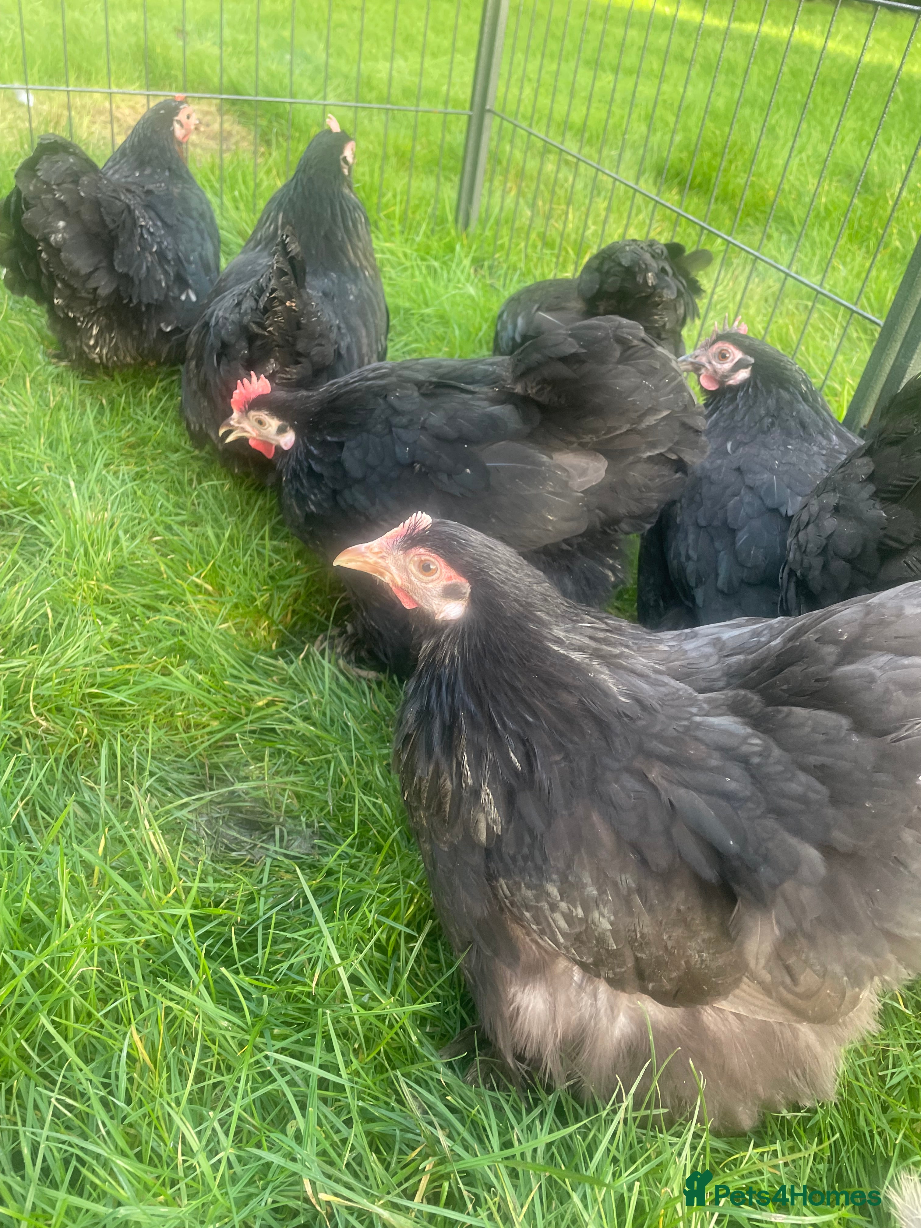 Chickens poultry Pekins - Advert 18