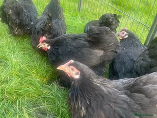 Chickens poultry Pekins - Advert 18