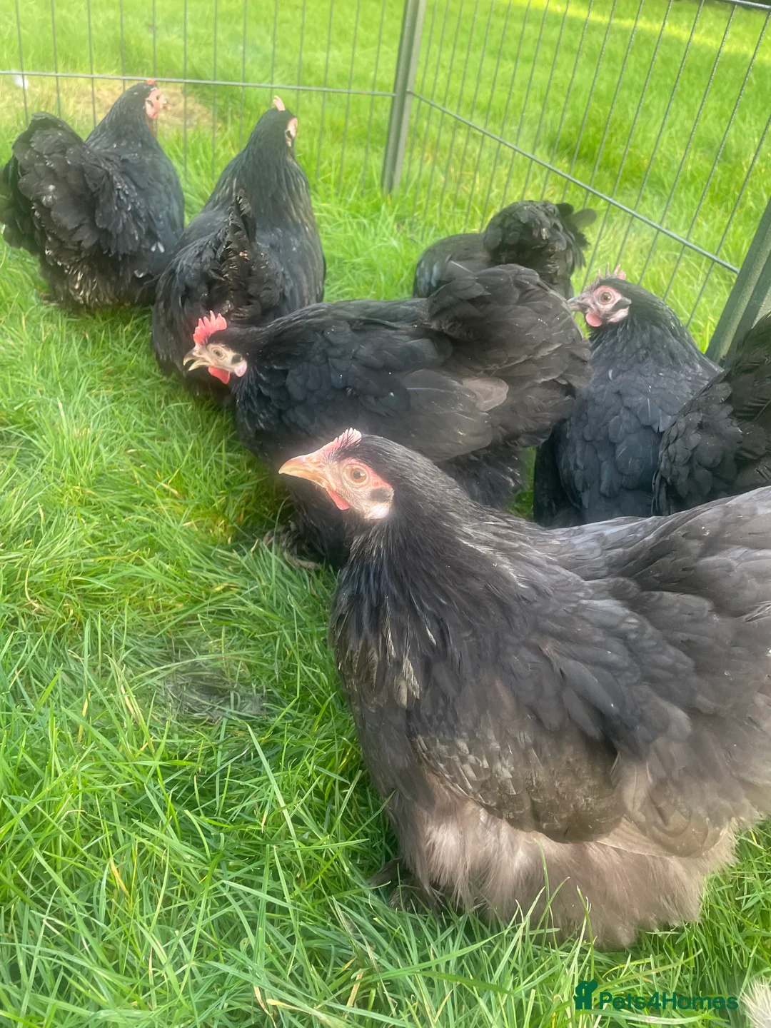 Chickens poultry for sale: Pekins - Advert 1