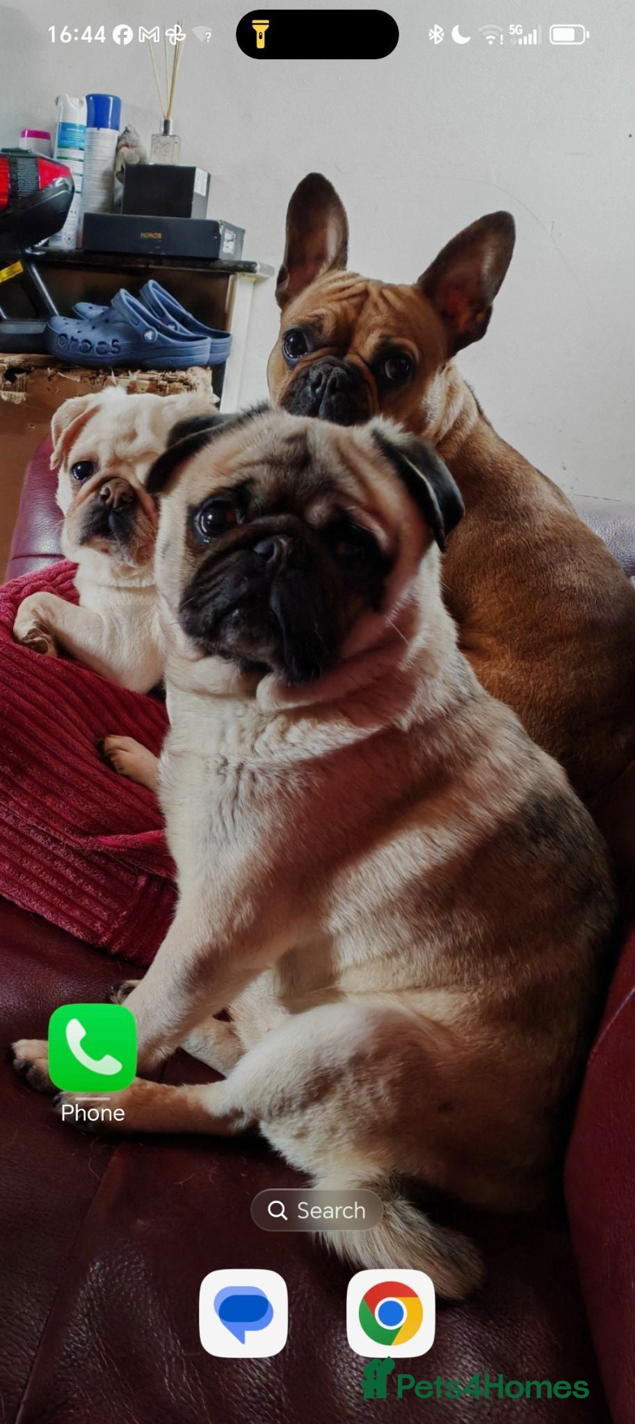 Frug dogs MRS H D Keld - Advert 2