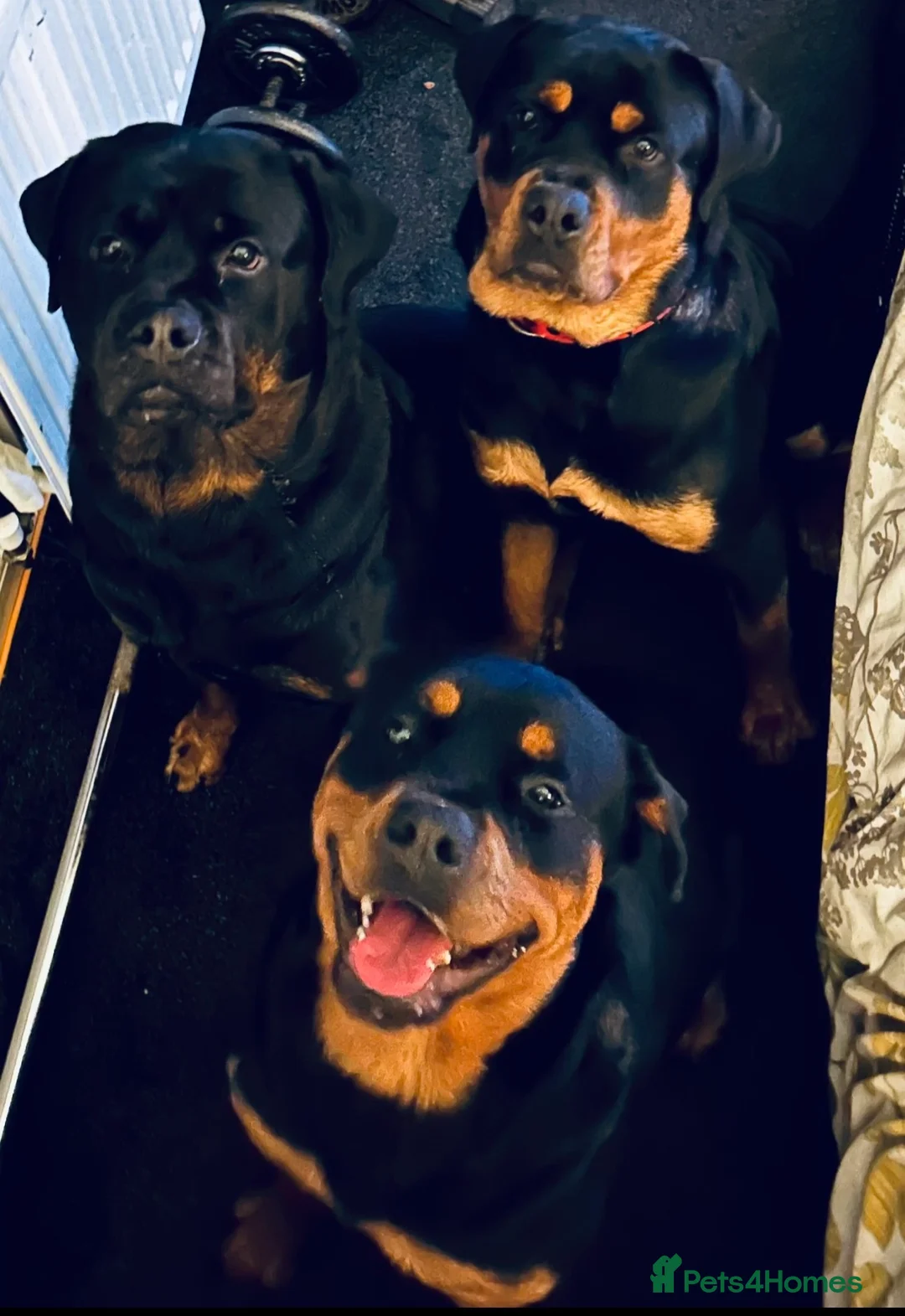 Rottweiler dogs for stud: MALE ROTTWEILER FOR STUD ONLY  - Advert 7