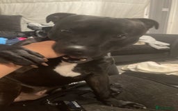 Staffordshire Bull Terrier dogs for stud: Pablo stud  - Image 4