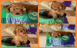 Cavapoo dogs for sale: Extensively Heslth Tested Cavapoo puppies  - Image 5