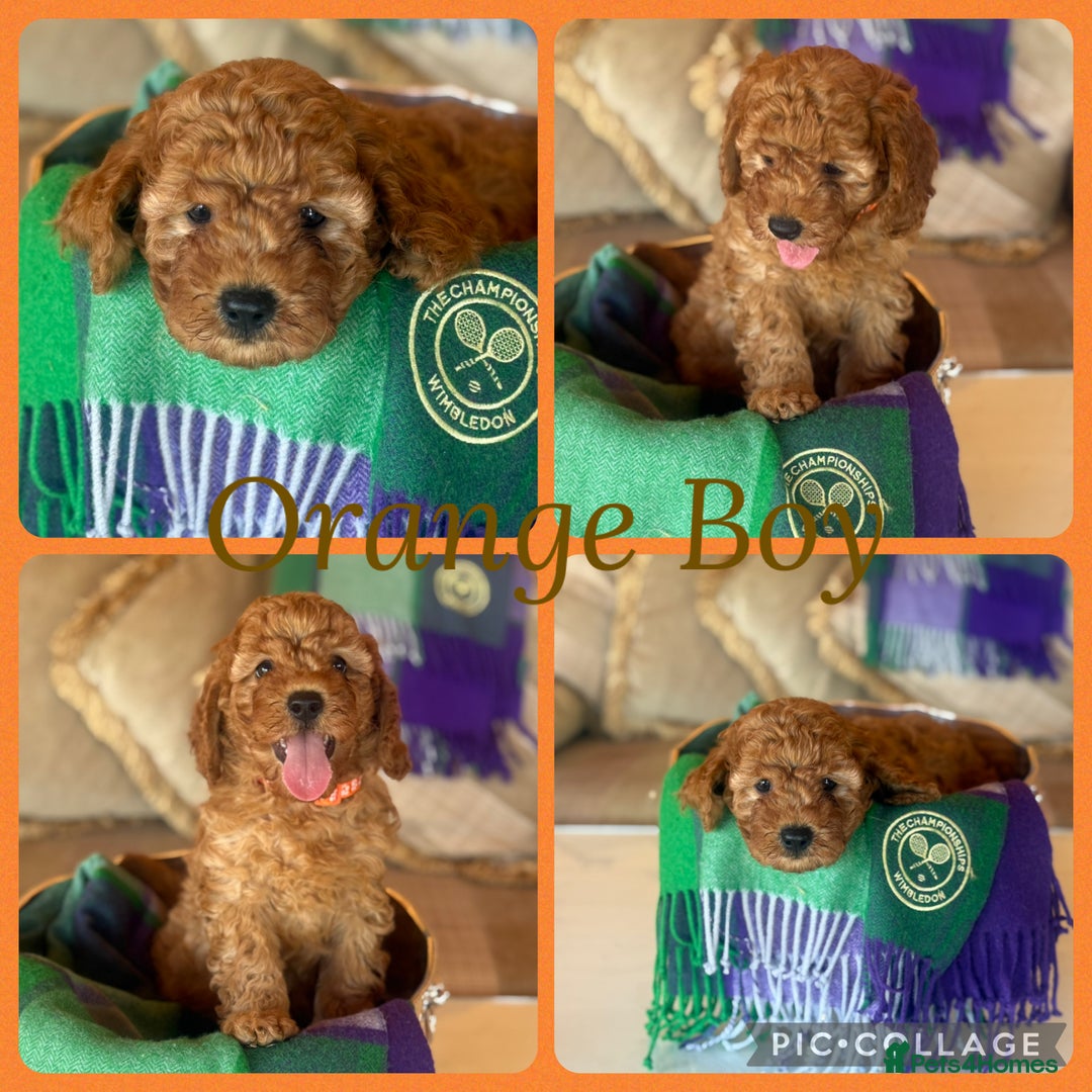 Cavapoo dogs for sale: Extensively Heslth Tested Cavapoo puppies  - Image 5