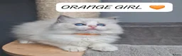 Ragdoll cats for sale: Luxury Blue Bicolour Girls - Advert 2
