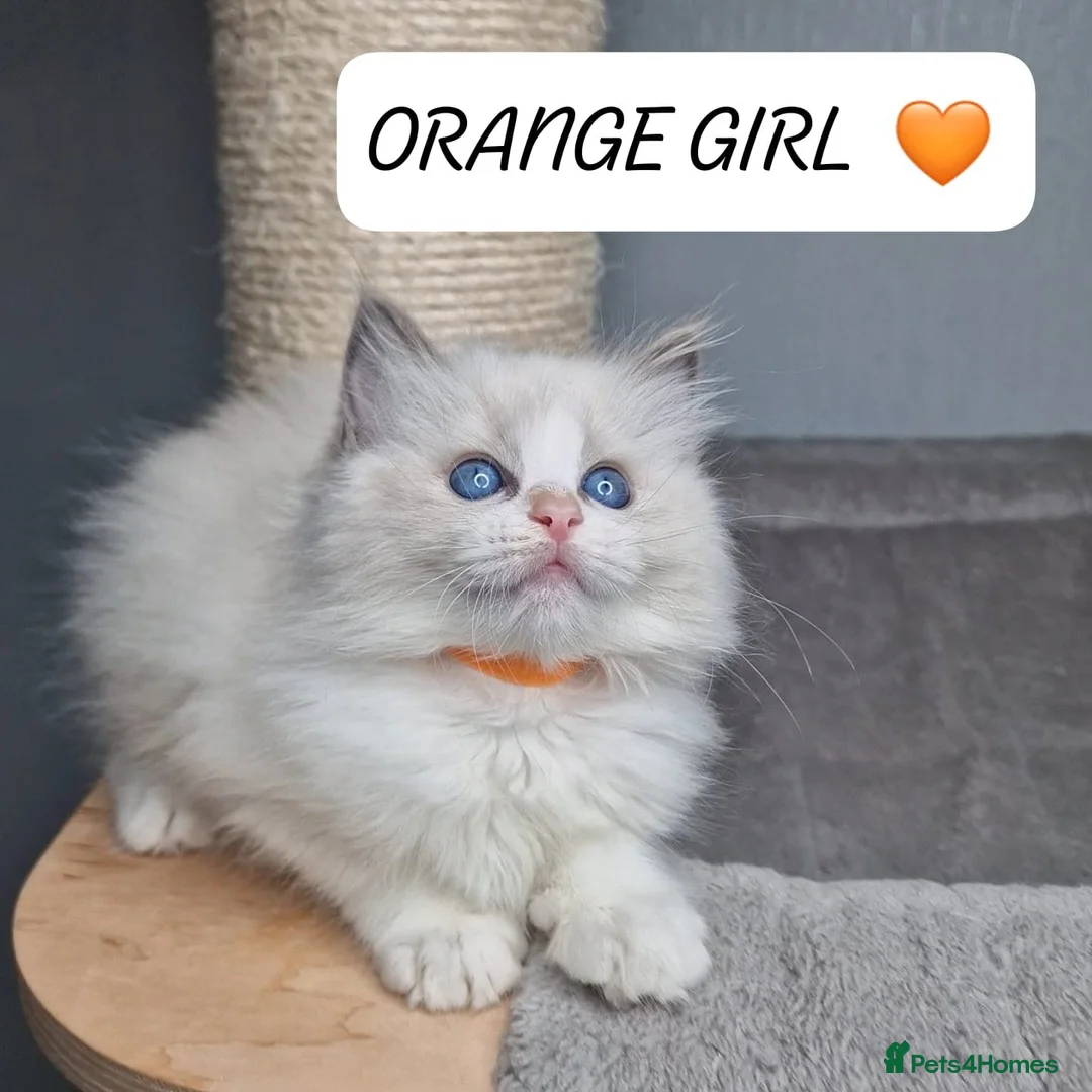 Ragdoll cats for sale: Luxury Blue Bicolour Girls - Advert 2