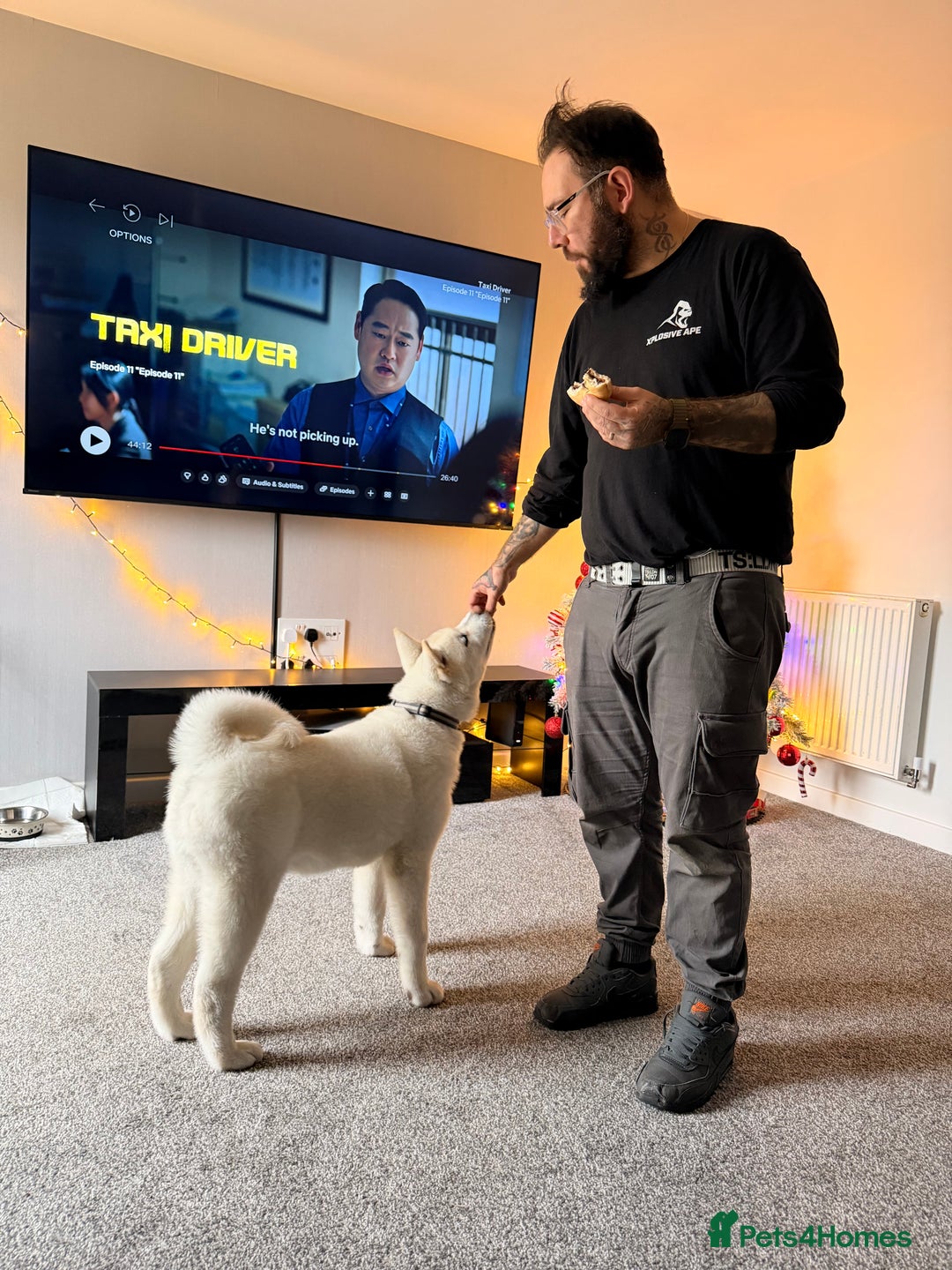 Akita dogs for sale: Hello, meet Hatchi - Advert 5