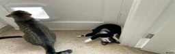 Domestic Shorthair cats for sale: Gorgeous Kittens Ready for their Forever Homes - Advert 4