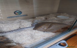 Corn Snake reptiles for sale: Grey Corn Snake and set up for sale - Advert 2