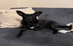 Jug dogs for sale: 2 small dogs for adoption - Image 7