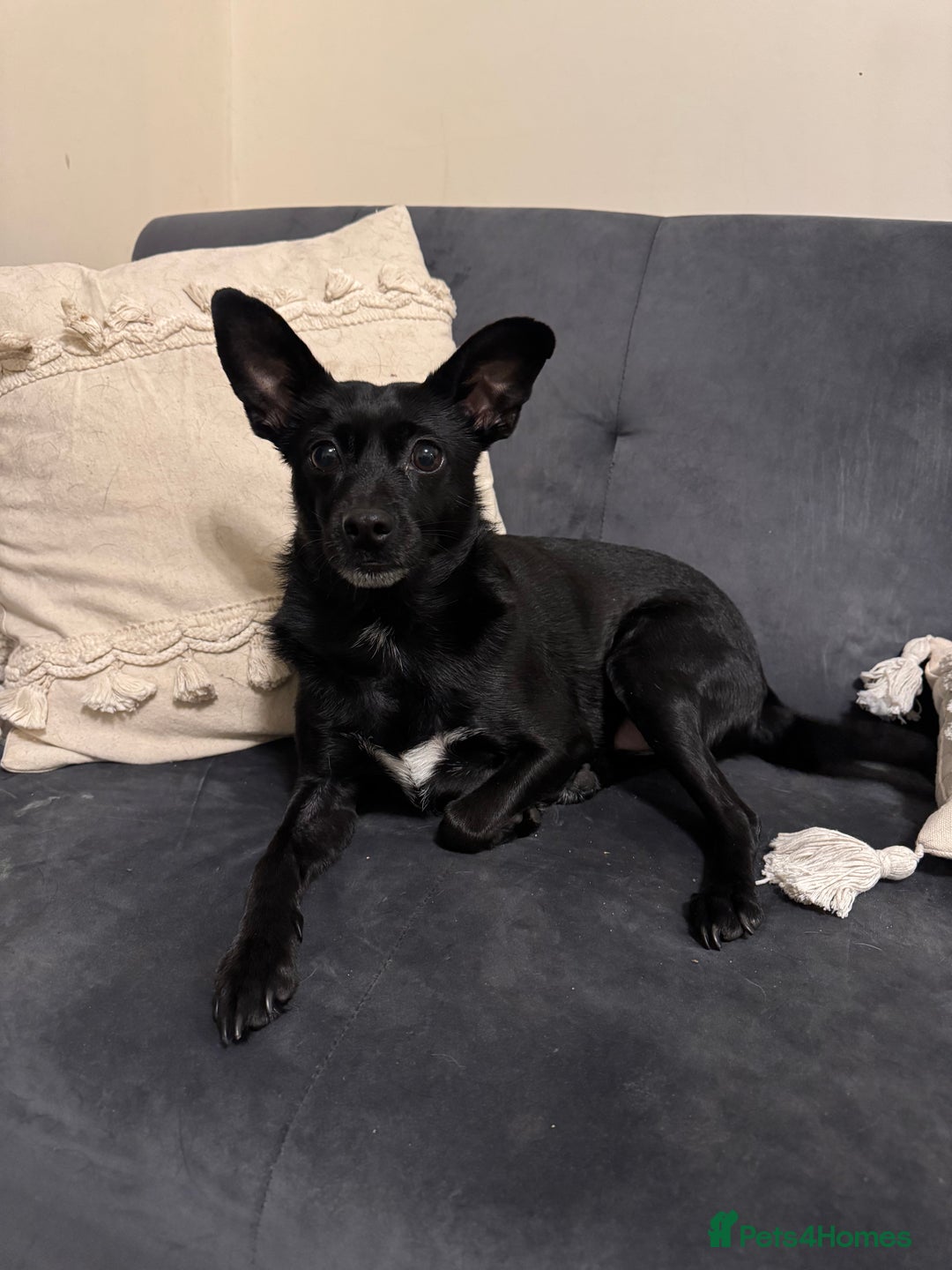 Jug dogs for sale: 2 small dogs for adoption - Image 7