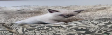 Ragdoll 2