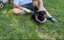 Miniature Dachshund dogs for sale: Spooky the miniature dachshund - Image 9