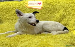 Mixed Breed dogs for adoption: 💖🐶 ATHENA 🐶💖 - Image 6