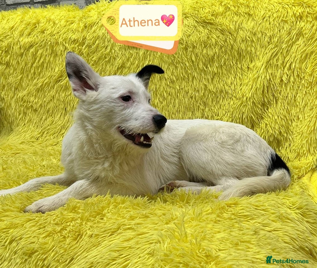 Mixed Breed dogs for adoption: 💖🐶 ATHENA 🐶💖 - Image 6