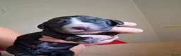 Cocker Spaniel dogs for sale: Beautiful litter of working cocker puppies - Advert 6
