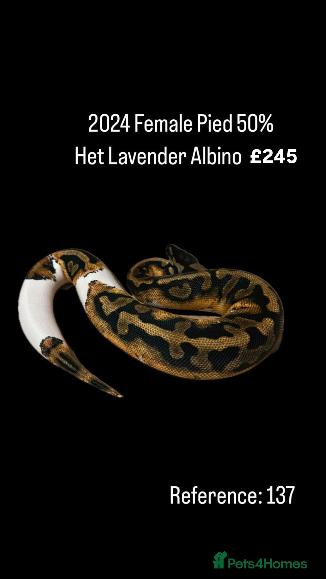 Python Snake reptiles for sale: Various 2025 & 2024 Pied Ball Pythons Royal Snake  - Image 19