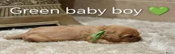 Cavalier King Charles Spaniel dogs for sale: DNA TESTED CAVALIER KING CHARLES  - Advert 3