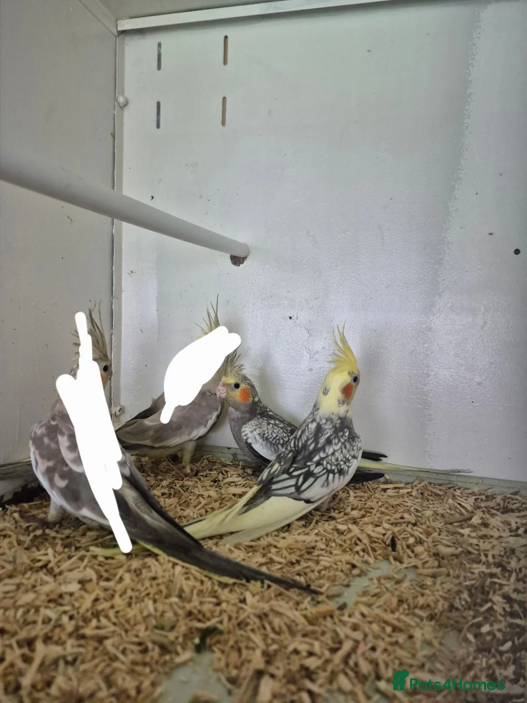 Cockatiels birds for sale: Young Cockatiels and semi tame cockatiels  - Advert 2