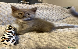 Maine Coon cats for sale: Maine coon cross ragdoll kittens  - Image 8