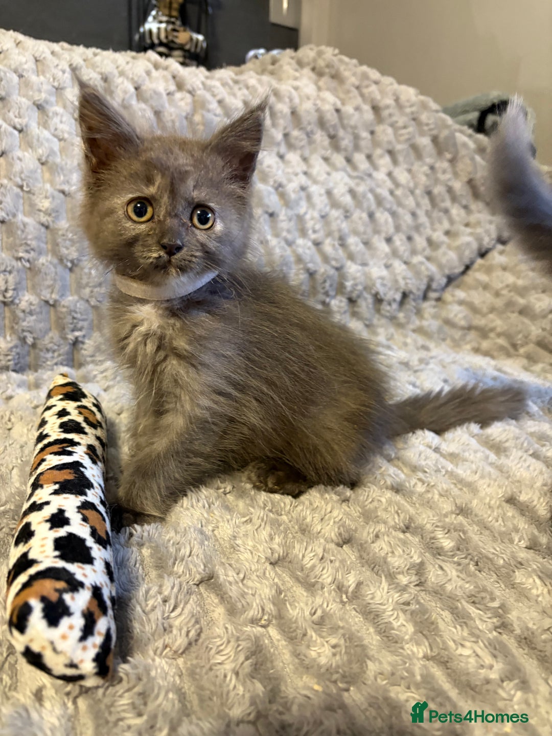 Maine Coon cats for sale: Maine coon cross ragdoll kittens  - Image 8