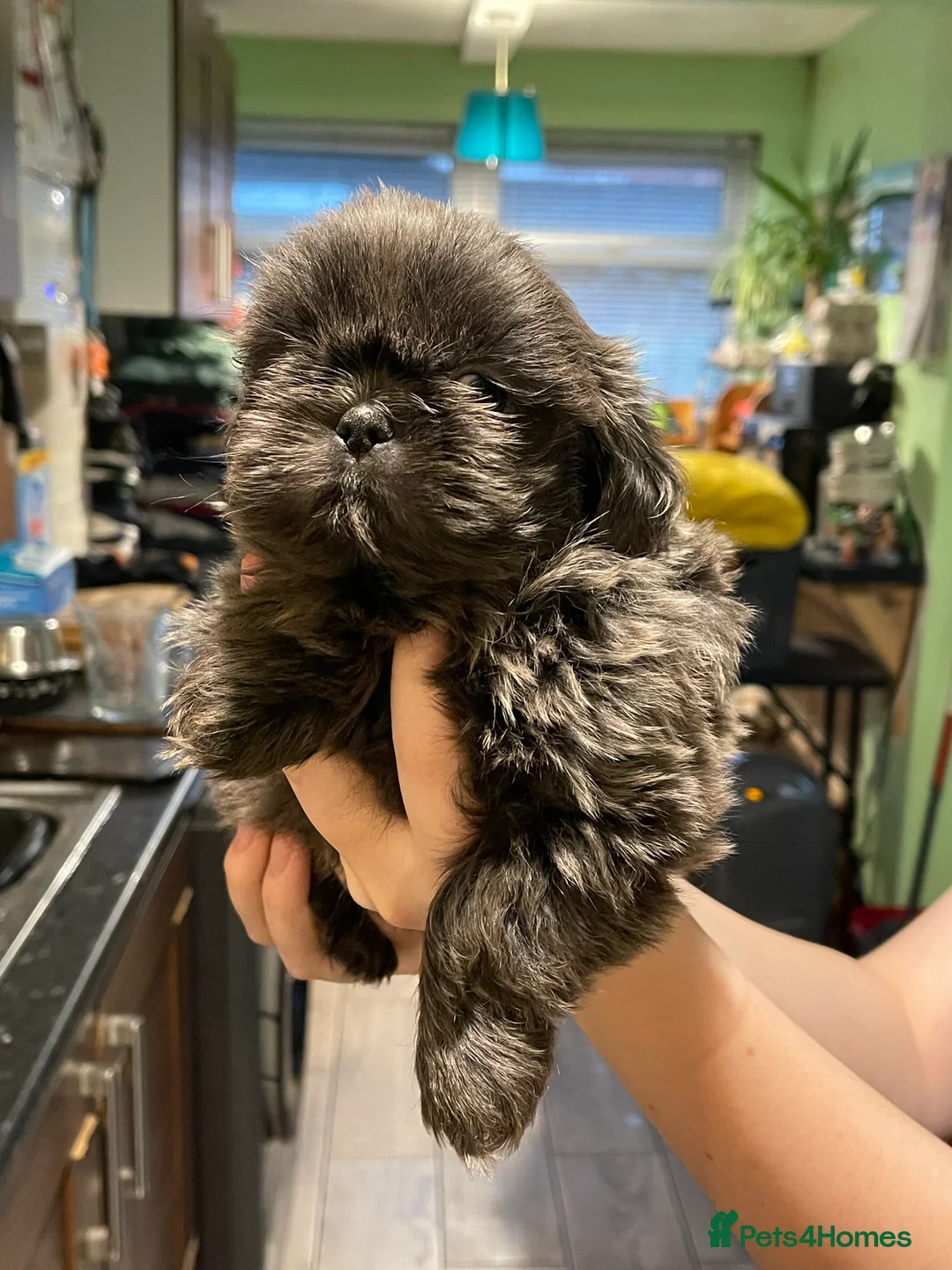Shih Tzu dogs for sale:  imperial shihtzu dobie carriers karishishi only 2 - Advert 10