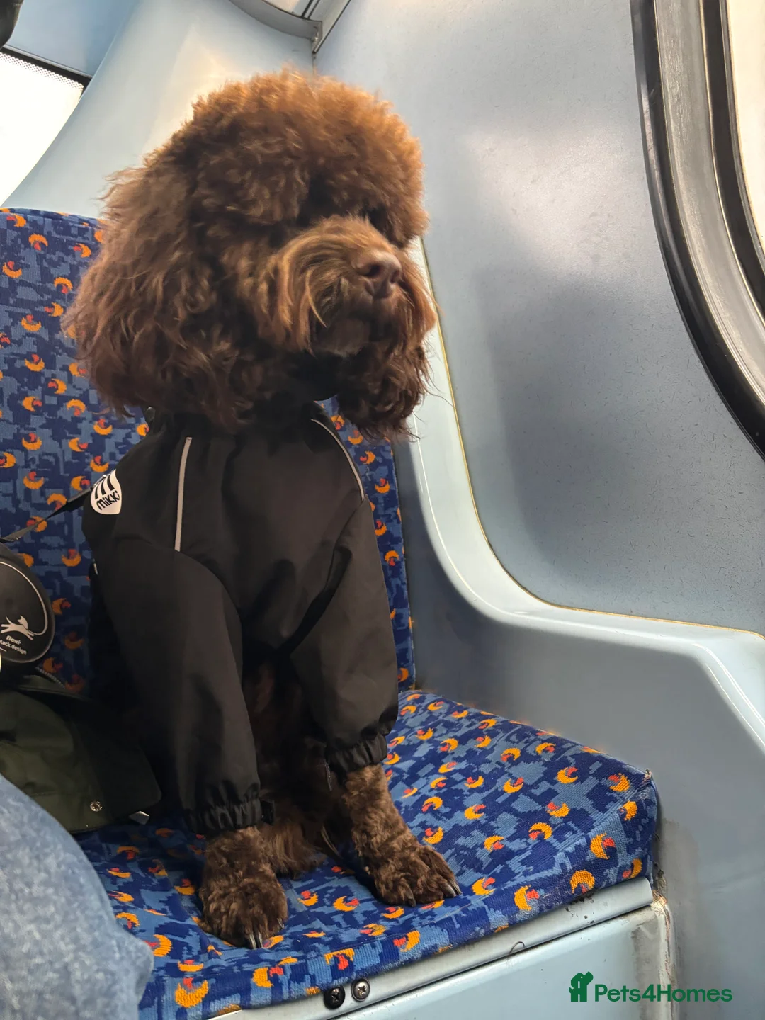 Cockapoo dogs for stud: Cockapoo for stud (not for sale ) - Advert 2