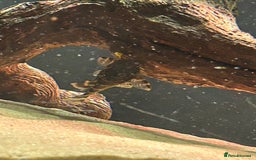 Catfish fish for sale: Loaches & Catfish - Image 8