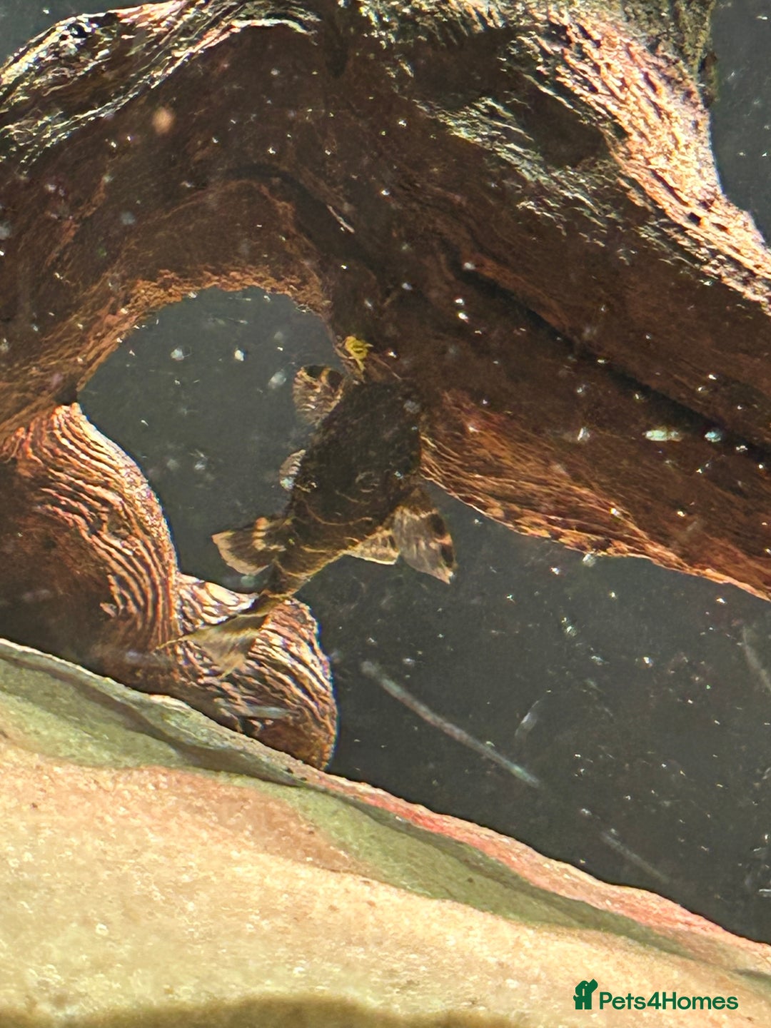 Catfish fish for sale: Loaches & Catfish - Image 8