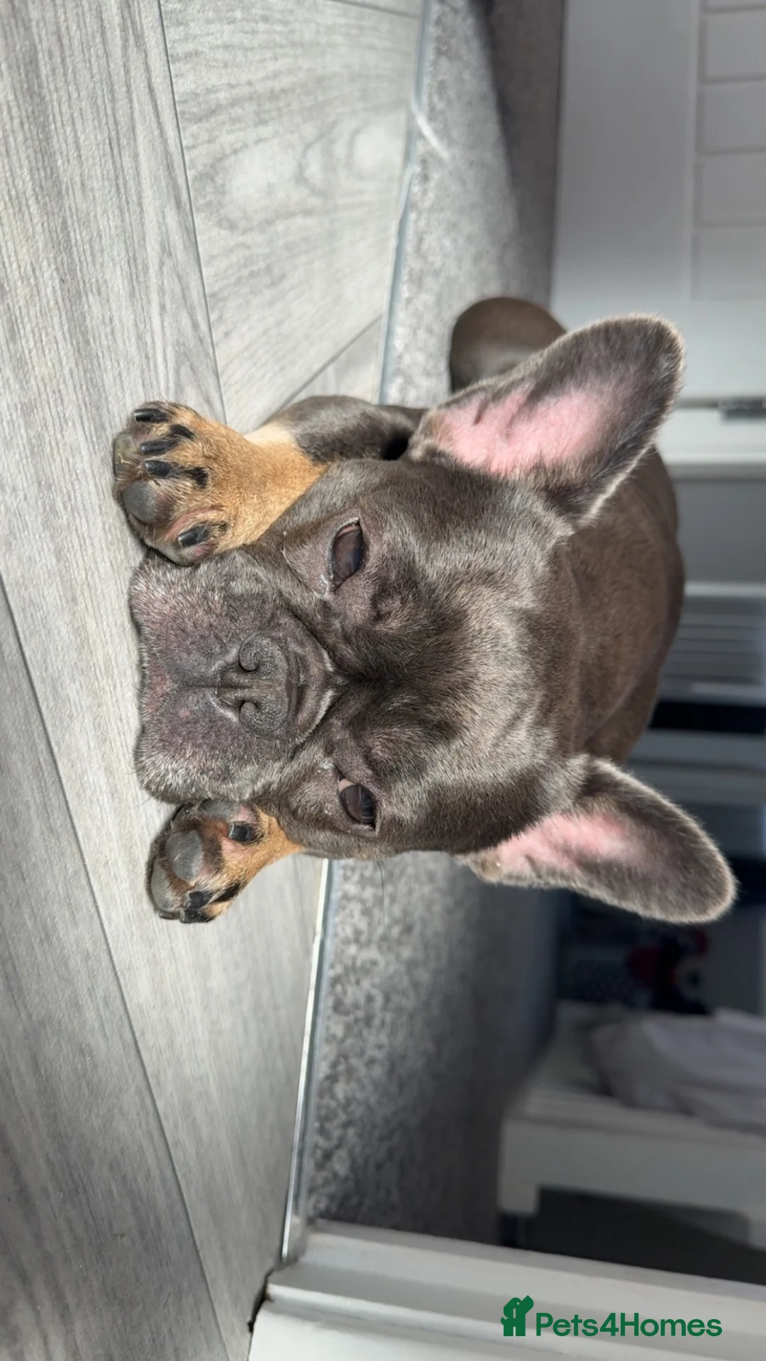 French Bulldog dogs for sale: French bulldog - Advert 2