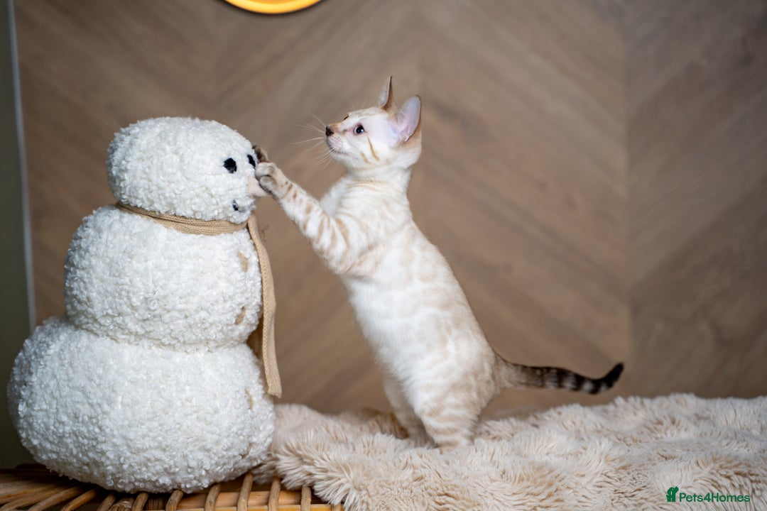 Bengal cats for sale: GOOBER-Snow Lynx Pure Bengal-TICA REG.-Playful boy - Advert 10