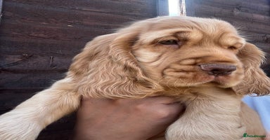 Cocker Spaniel dogs - Advert 14