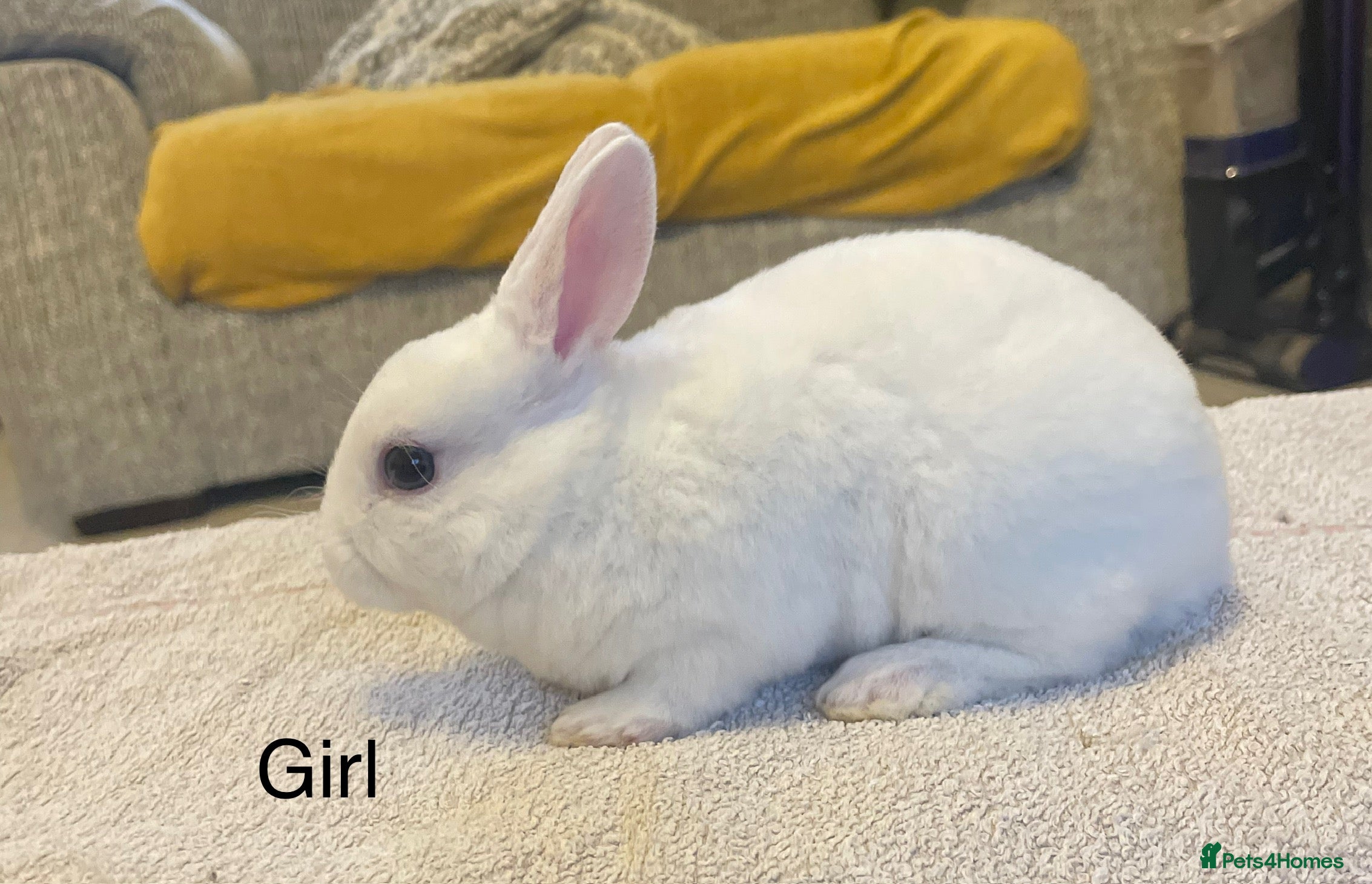 Rex rabbits 💖Pure bred mini Rex litter 💖 - Advert 3