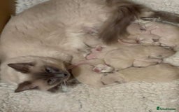 Ragdoll cats for sale: Pure Bred Ragdoll Kittens Available - Image 6